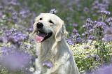 GOLDEN RETRIEVER 605